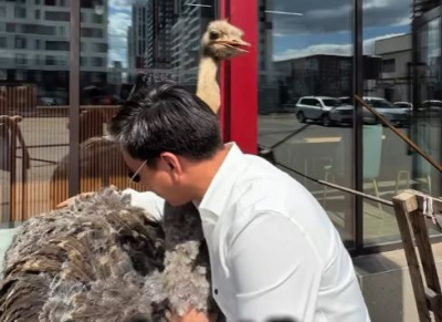 Живой страус у донерной в Астане: полиция отреагировала на видео