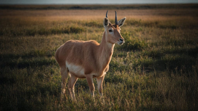 Блогер рассказал, чем можно заболеть после поедания мяса сайгака