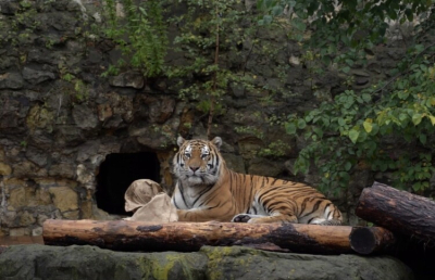 В Приморье после месяца поисков поймали тигра, растерзавшего человека