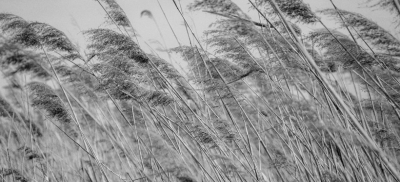 О порывистом ветре предупредили жителей ряда регионов Казахстана