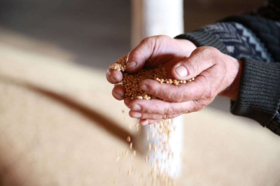 В Казахстане заготовлено 28,9 млн тонн кормов