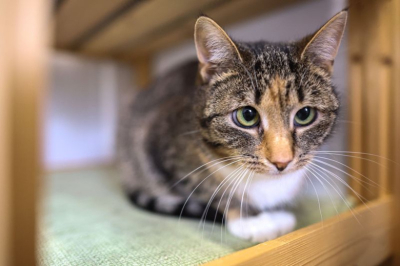 Зоозащитник оценил предложение конфисковать питомцев у жестоких хозяев