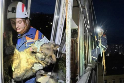 В Рязани спустя 10 дней после атаки БПЛА спасатели вытащили живую собаку из под руин жилого дома