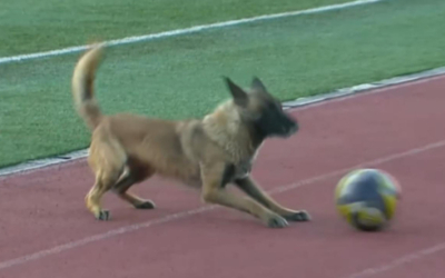 Собака выбежала на поле и показала казахстанским футболистам, как играть