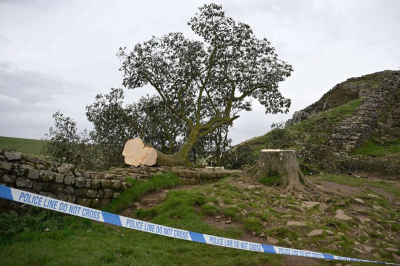 Вандалы в Англии срубили клен &laquo;Робин Гуда&raquo;