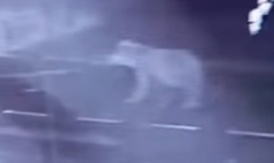 Возле акимата в ВКО был замечен медведь