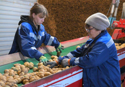 Свои чипсы и картофель фри