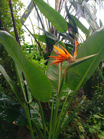 &laquo;Райская птица&raquo; зацвела в Северном Казахстане